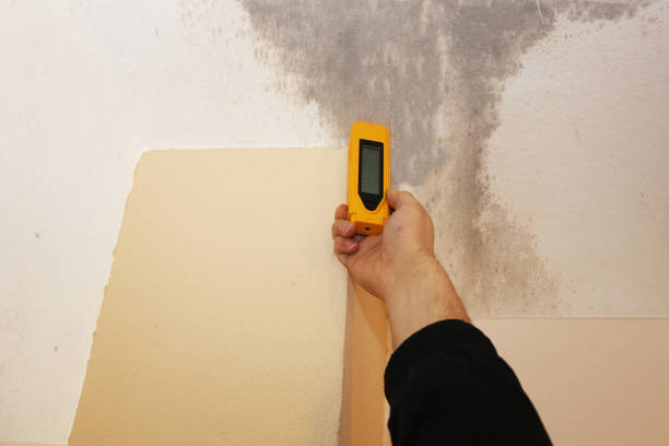 Best Mold Odor Removal Services  in White Sulphur Springs, MT