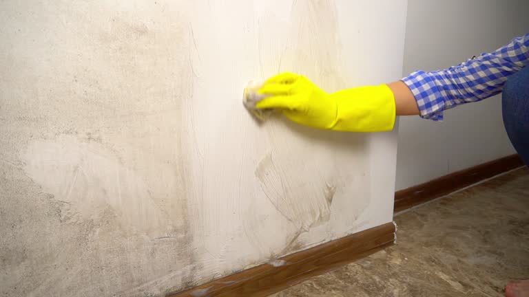 Reliable White Sulphur Springs, MT Mold Removal Solutions