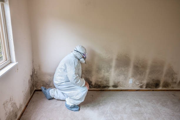 Best Mold Damage Restoration  in White Sulphur Springs, MT