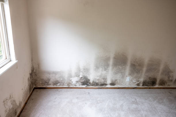 Best Asbestos and Lead Testing During Mold Inspection  in White Sulphur Springs, MT